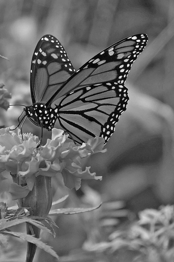 Black And White Monarch Butterfly And Marigold Flower Photograph by Kay Novy