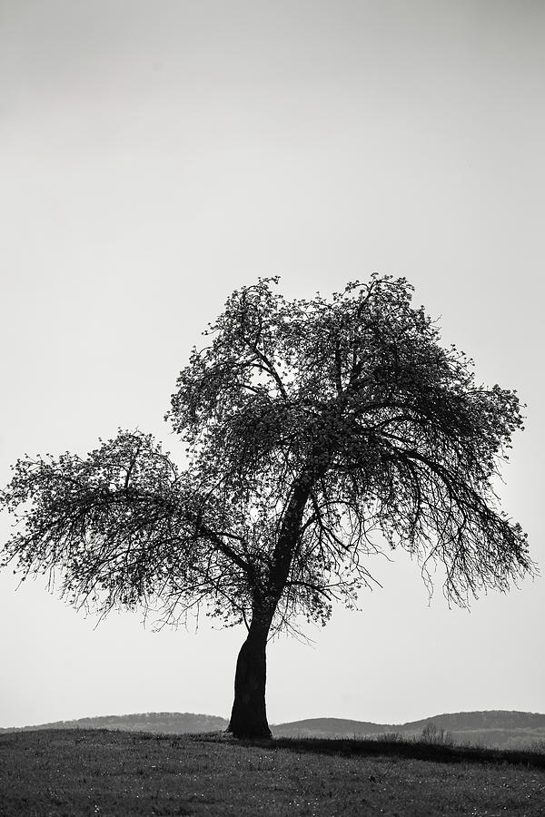 Black and White Monocacy Tree Photograph by Don Johnson