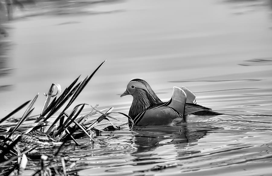 Black And White Photograph - Black and white monochrome Male mandarin duck by Leif Sohlman