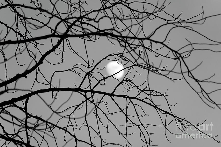 Black and White Moon Photograph by John  Mitchell