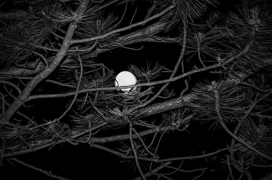 Black and White Moon Through Pines Photograph by Aimee L Maher ALM GALLERY