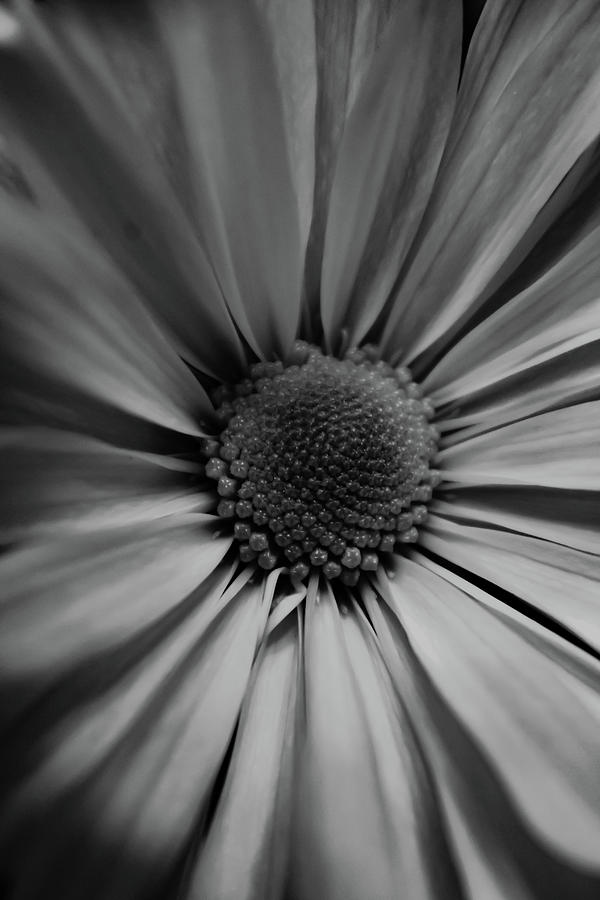 Black and White Mum Photograph by Grace Joy Carpenter - Fine Art America