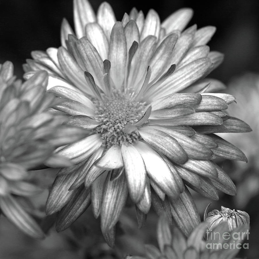 Black and White Mum Photograph by Mary Haber