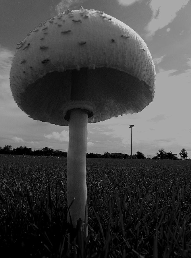 Black and White Mushroom 005 Photograph by Christopher Mercer