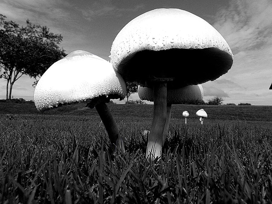 Black and White Mushroom 006 Photograph by Christopher Mercer