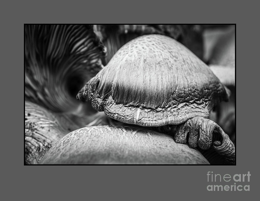 Black and White mushrooms Photograph by Wendy Elliott