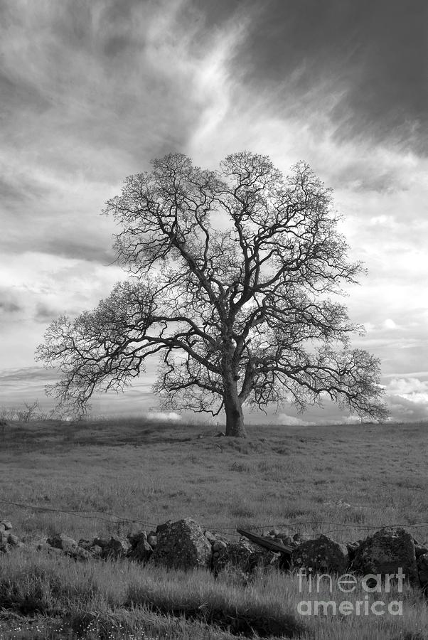 Black and White Oak Tree Photograph by Richard Verkuyl