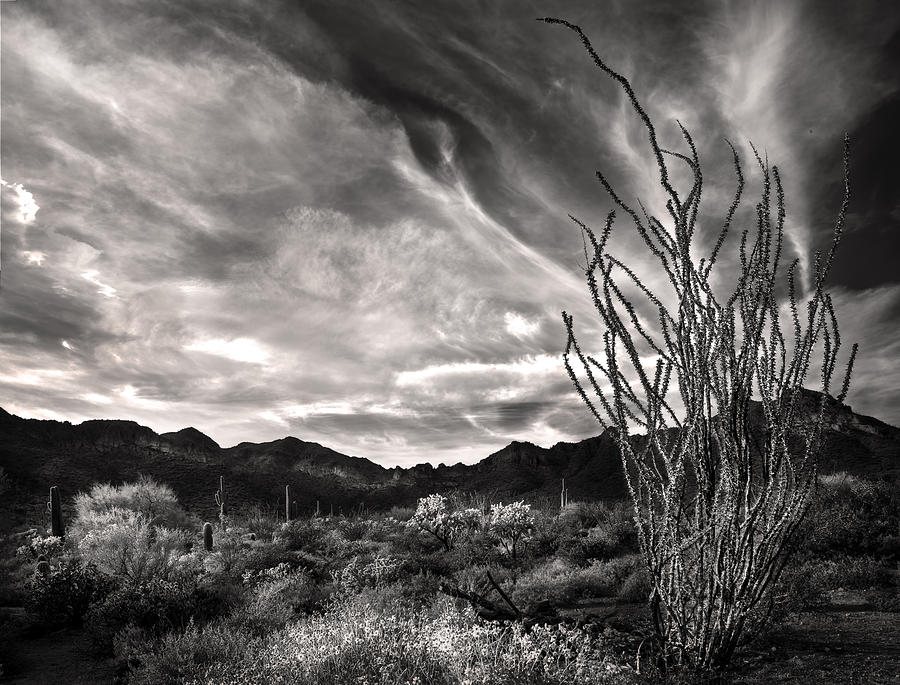 Black and White Ocotillo and clouds Photograph by Dave Dilli