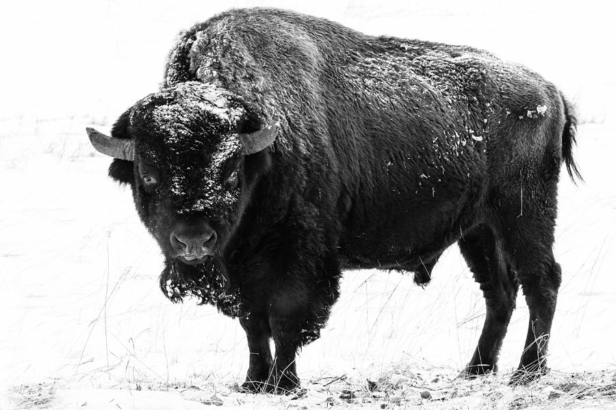 Black and White of a Massive Bison Bull in the Snow  Photograph by Tony Hake