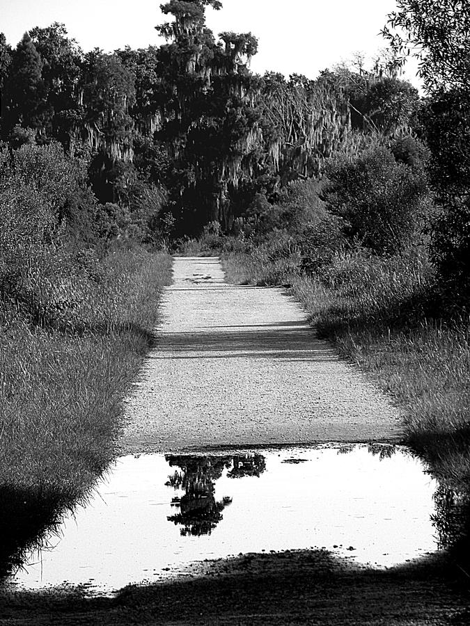 Black and White of A Reflection on Heron Hideout Trail A Photograph by Christopher Mercer