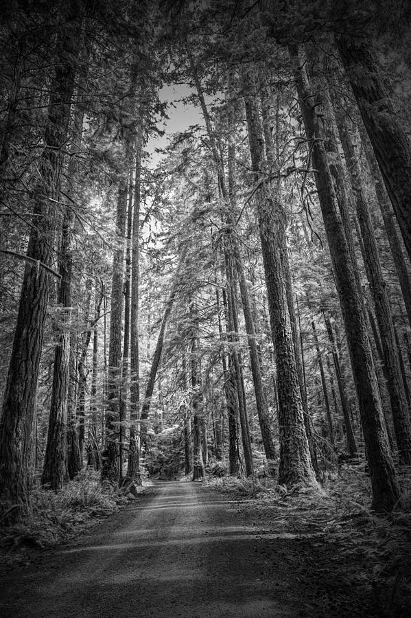 Black and White of a Road in a Vancouver Island Rain Forest Photograph by Randall Nyhof