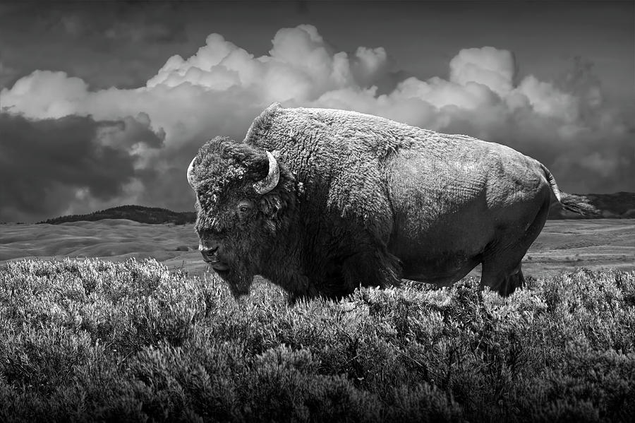 Black and White of American Buffalo in Yellowstone Photograph by Randall Nyhof