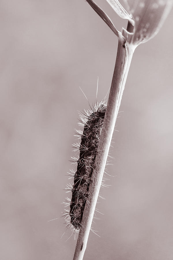 Black and White of Caterpillar Photograph by Joni Eskridge
