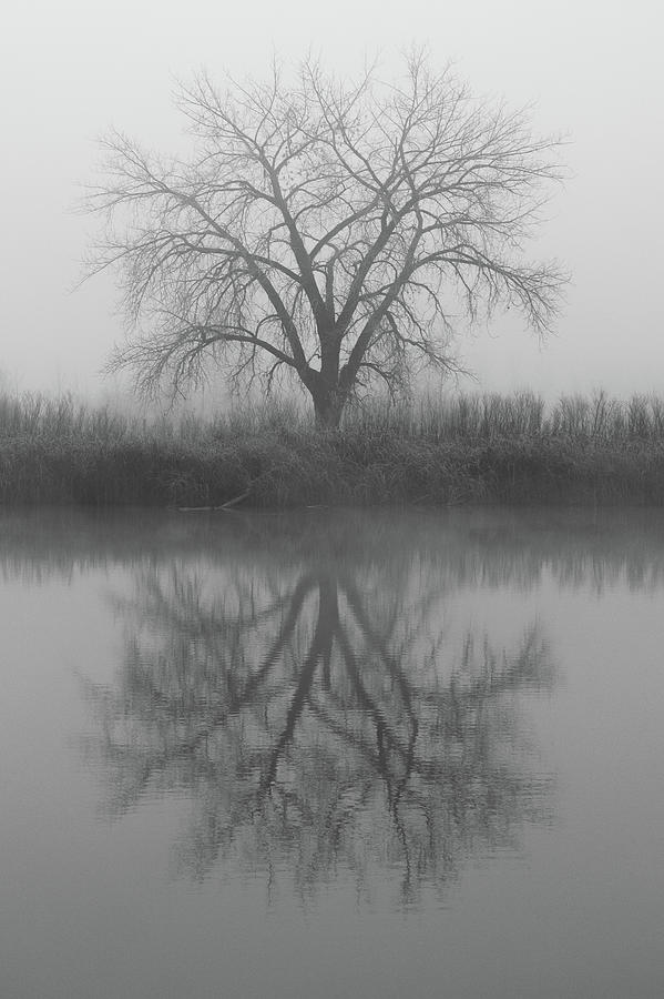 Black and White of Foggy Tree Photograph by Tony Hake