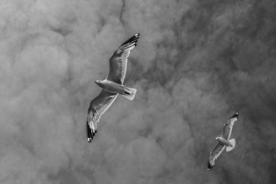 Black and White of Gulls Flying High in the Cloudy Sky Photograph by Randall Nyhof