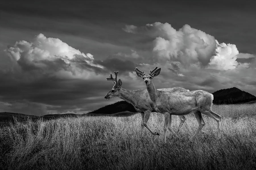 Black and White of Male Mule Deer with Velvet Antlers Photograph by Randall Nyhof