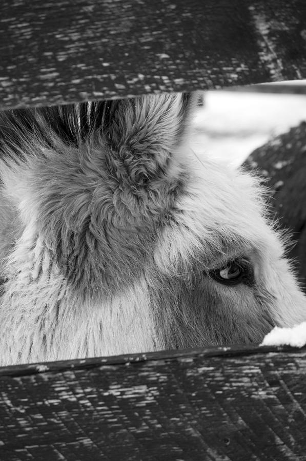 Black And White Photograph - Black and White of Miniature Donkey by Samantha Boehnke