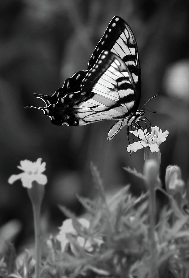Black and White of Swallowtail on Marigold Photograph by Stamp City ...