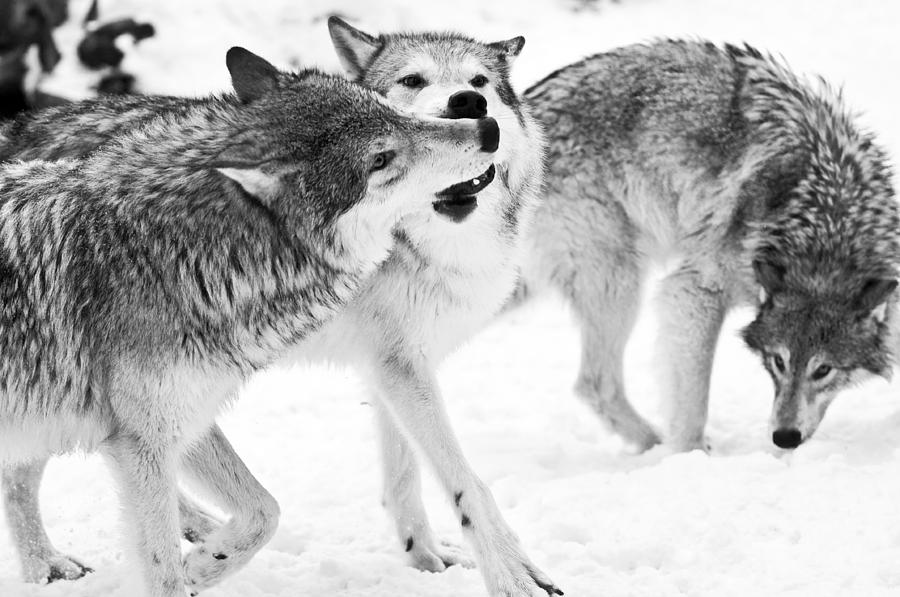 Black and White of three wolves at play Photograph by Melody Watson