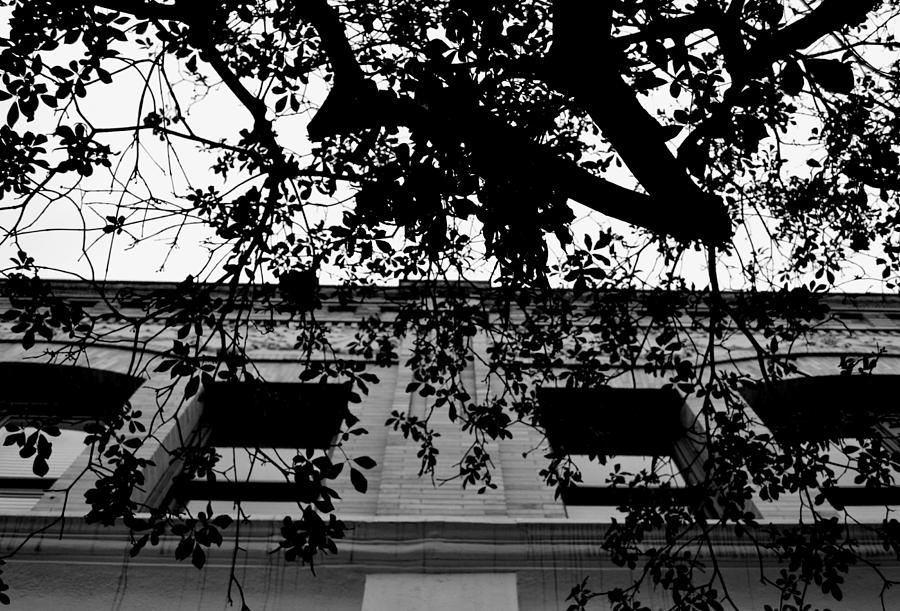 City Photograph - Black and White Old Town Pasadena Building Tree View by Matt Quest