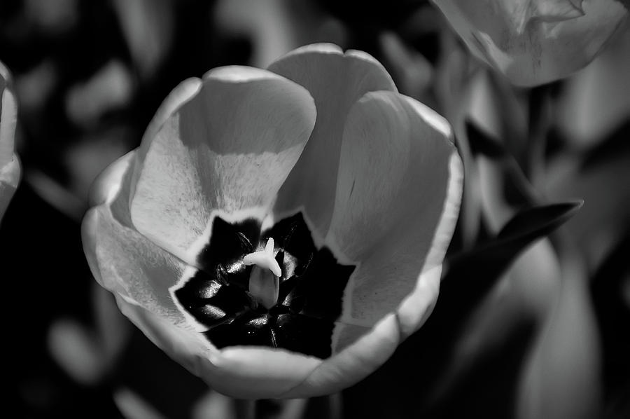 Black and White Orange Tulip Photograph by Aimee L Maher ALM GALLERY