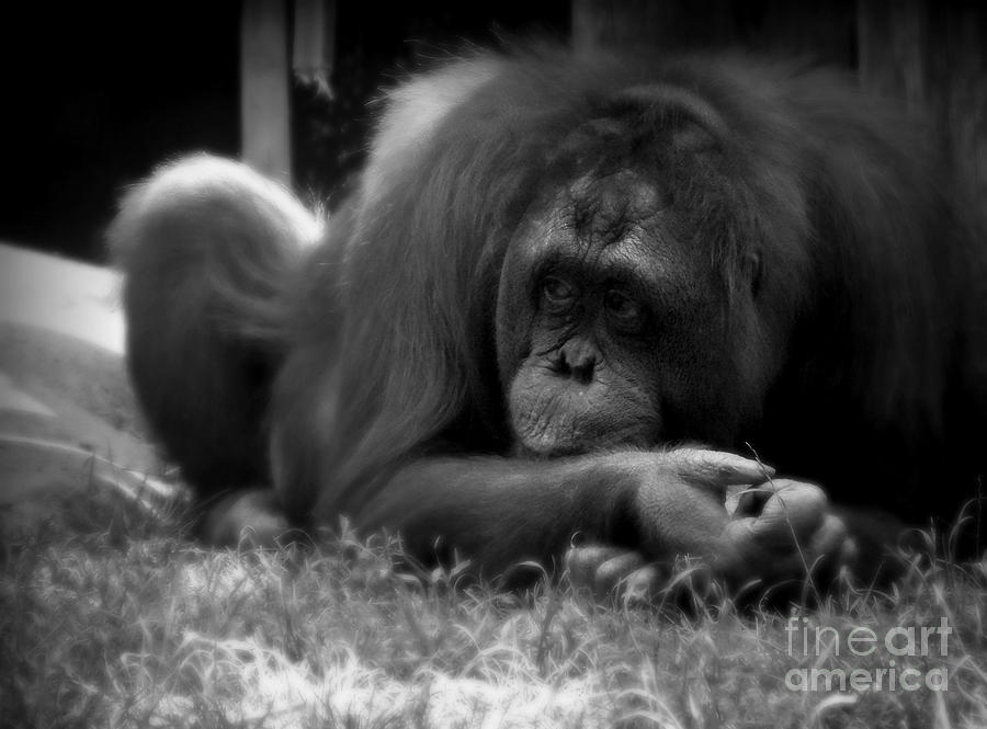 Black And White Photograph - Black and White Orangutang by Emily Kelley
