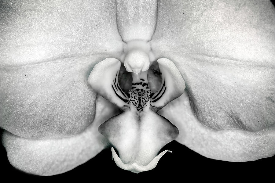 Black and White Orchid Photograph by The Flying Photographer