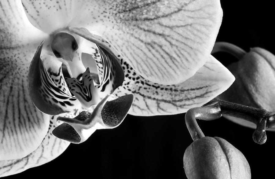 Black and white orchid flower Photograph by Michalakis Ppalis