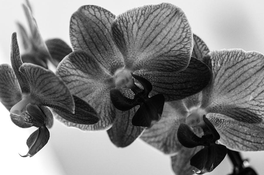 Black and white orchid Photograph by Gerald Kloss