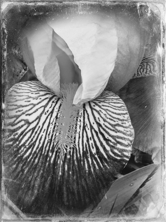 Black and White Orchid Photograph by Kathy Barney