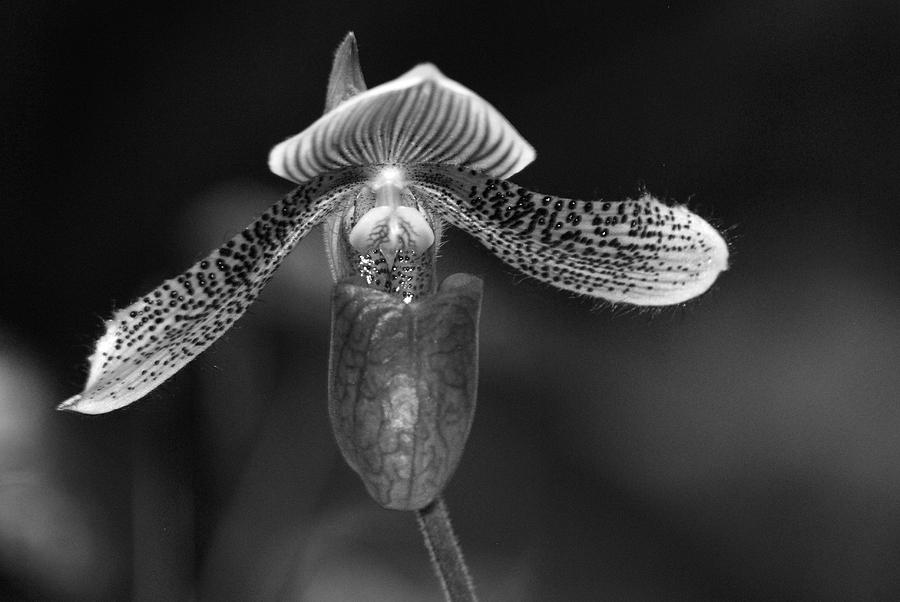 Black and White Orchid Photograph by Teresa Blanton