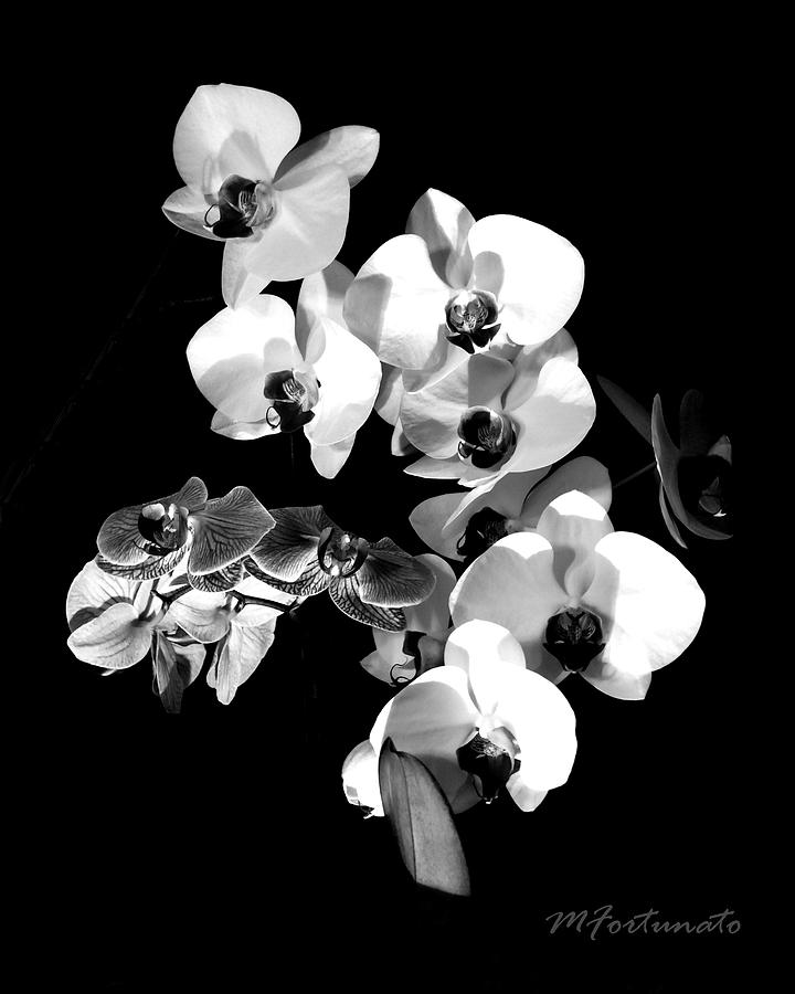 BLACK AND WHITE ORCHIDS by Margaret Fortunato BLACK AND WHITE ORCHIDS by Margaret Fortunato