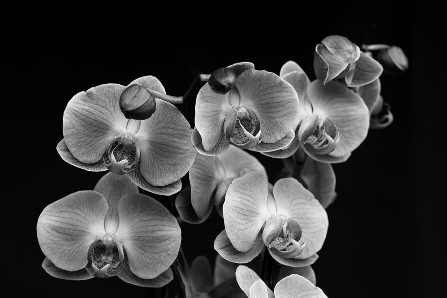 Black and White Orchids Photograph by Selim Tuzun - Fine Art America