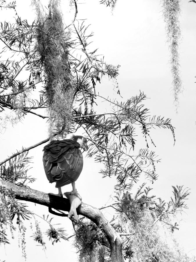  Black and White Osprey with a fish   Photograph by Christopher Mercer