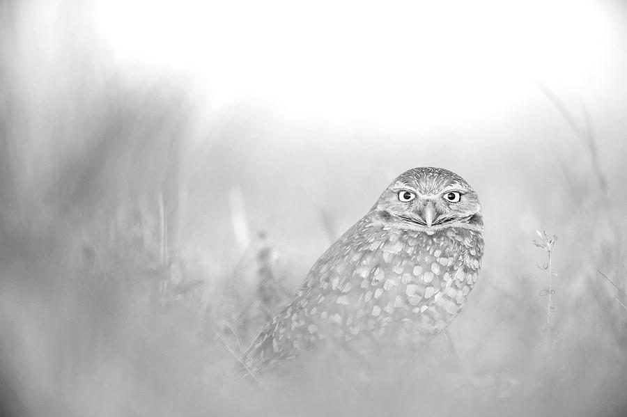 Owl Photograph - Black And White Owl Photography Wall Art Prints by Wall Art Prints