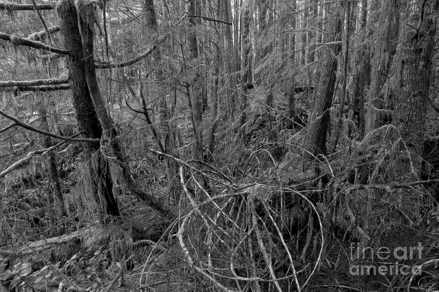 Black And White Pacific Rim Rainforest Photograph by Adam Jewell