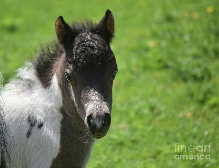 Black and White Paint Miniature Horse with a Sweet Expression Photograph by DejaVu Designs