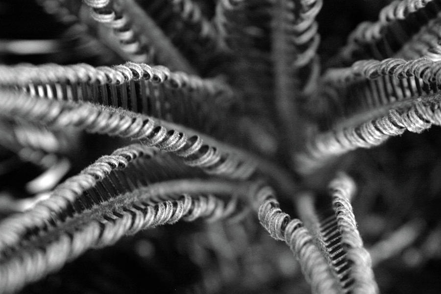Black and White Palm Abstract 3624 BW_2 Photograph by Steven Ward