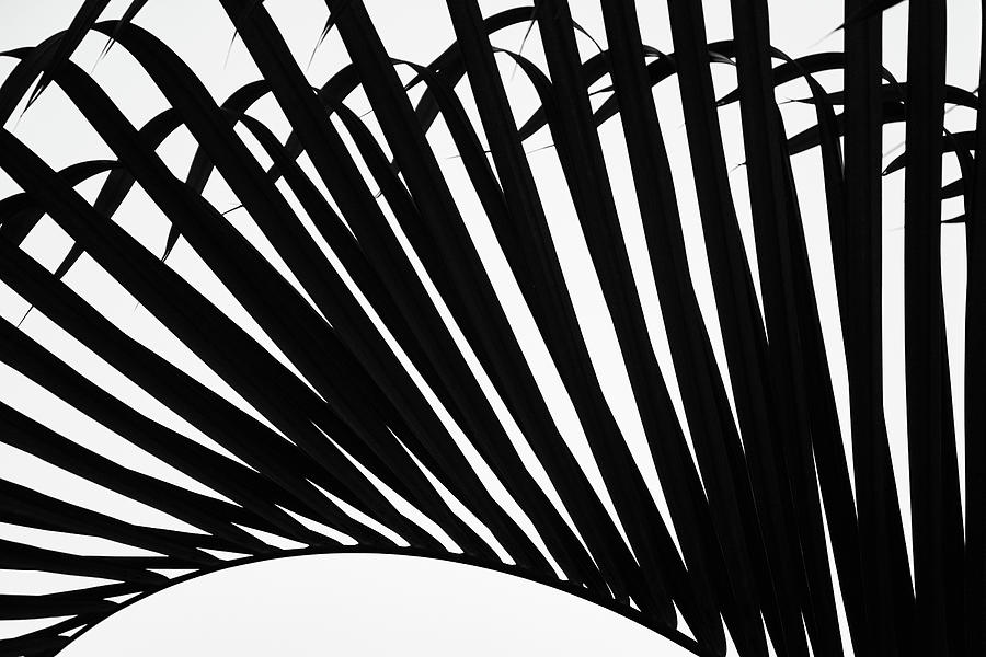 Black and White Palm Branch Photograph by Christopher Johnson