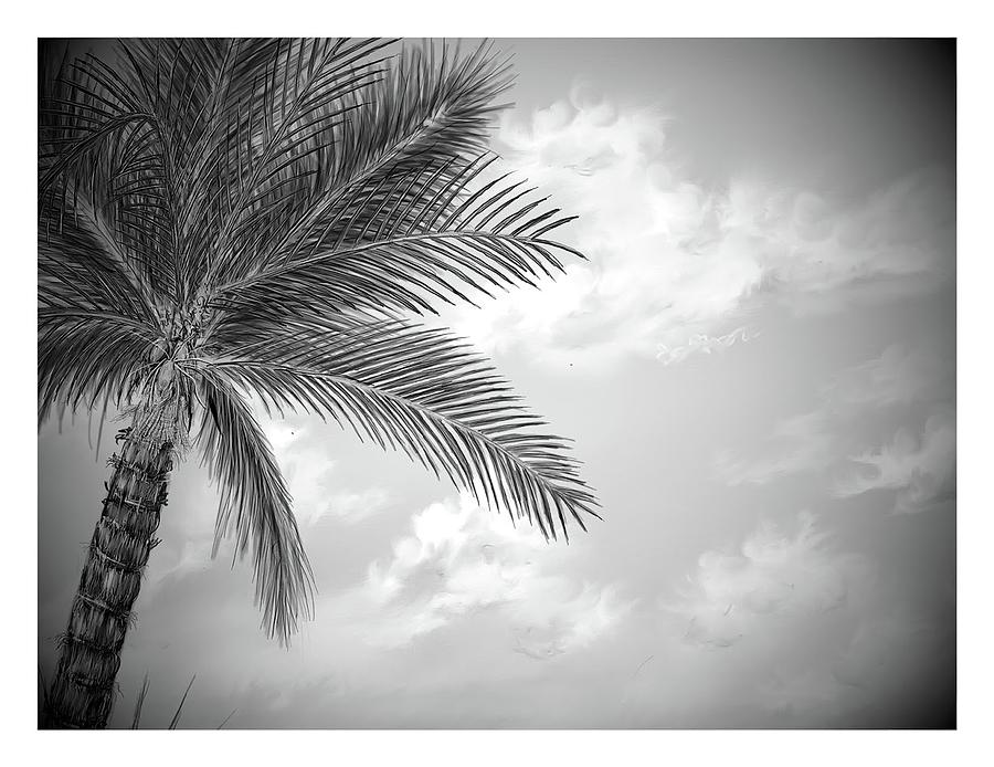 Black and white palm Digital Art by Darren Cannell