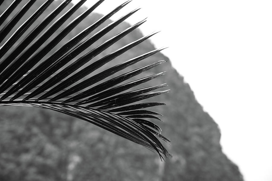 Black and White Palm Leaf and Mountain Photograph by Nicole Freedman