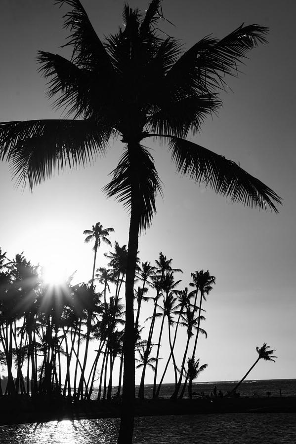 Black and White Palm Tree Photograph by Pamela Walton - Fine Art America