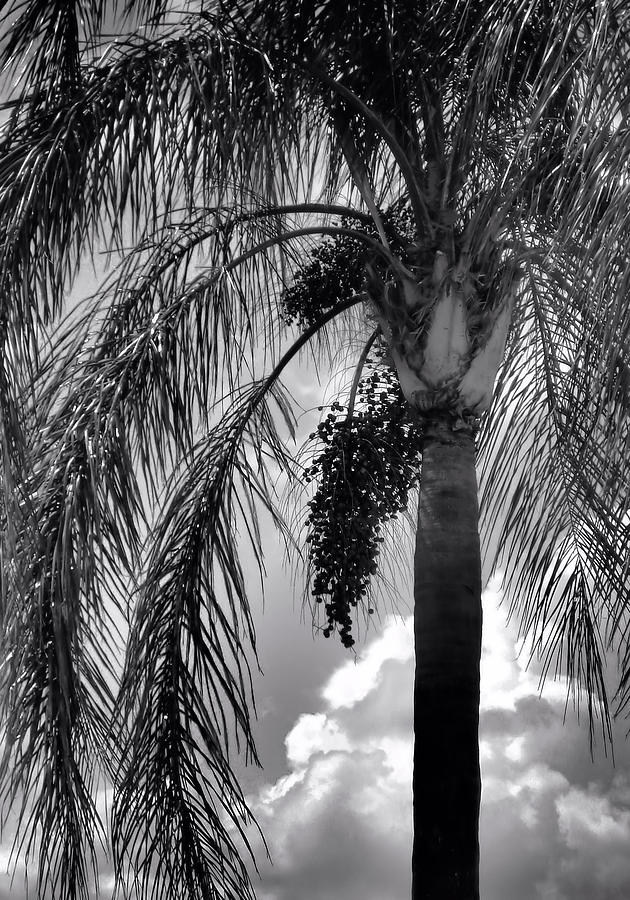 Black and White Palm Tree Photograph by Rosalie Scanlon