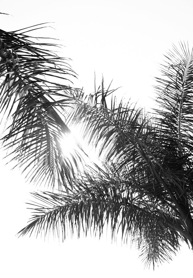 Black and White Palm Trees Photograph by Wall Threads - Fine Art America