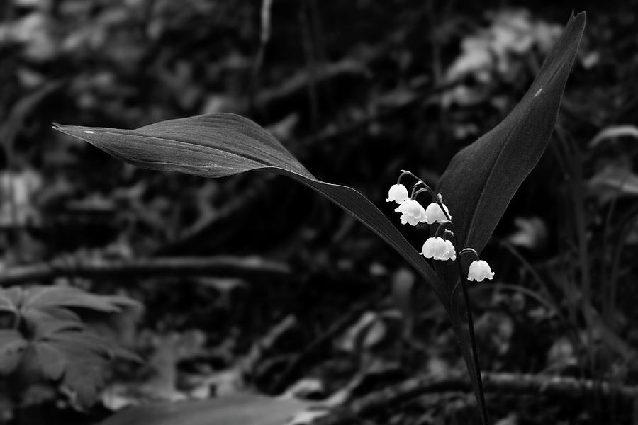 Black and White, part two Photograph by Svetlana Svetlanistaya - Fine ...