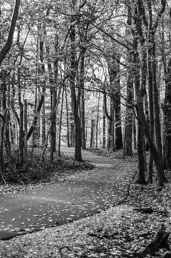 Black and White Path in Autumn  Photograph by John McGraw
