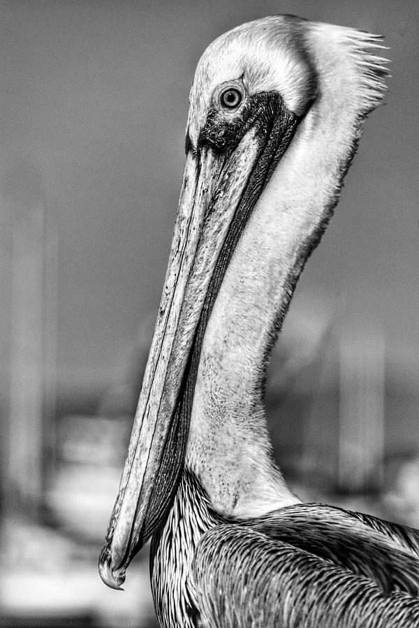 Black and White Pelican Photograph by SoxyGal Photography | Fine Art ...