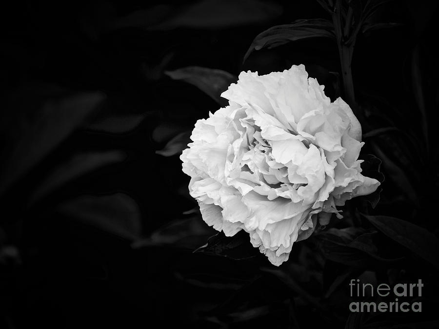 Black and White Peony Photograph by Rachel Morrison