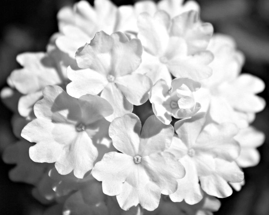 Flowers Still Life Photograph - Black and White Phlox Flower by Classically Printed