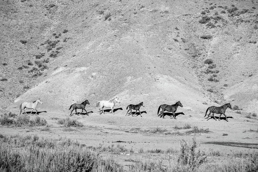 Black and White Photo of a Band of Wild Horses in the Sand Wash Basin of Colorado Photograph by Jani Bryson